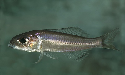 Trematocara nigrifrons